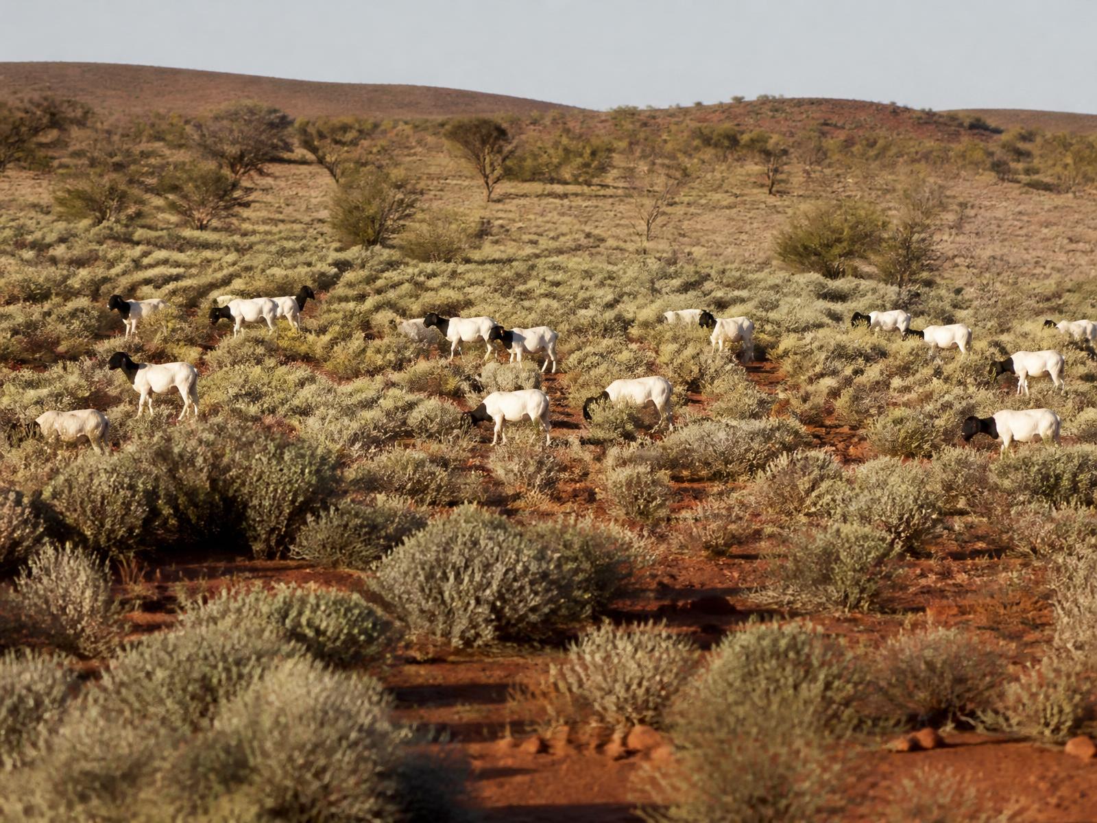 Bultarra Saltbush Lamb grazing on native pastures
